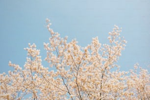 un albero con fiori bianchi contro un cielo blu