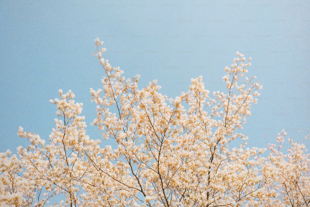 a tree with white flowers against a blue sky