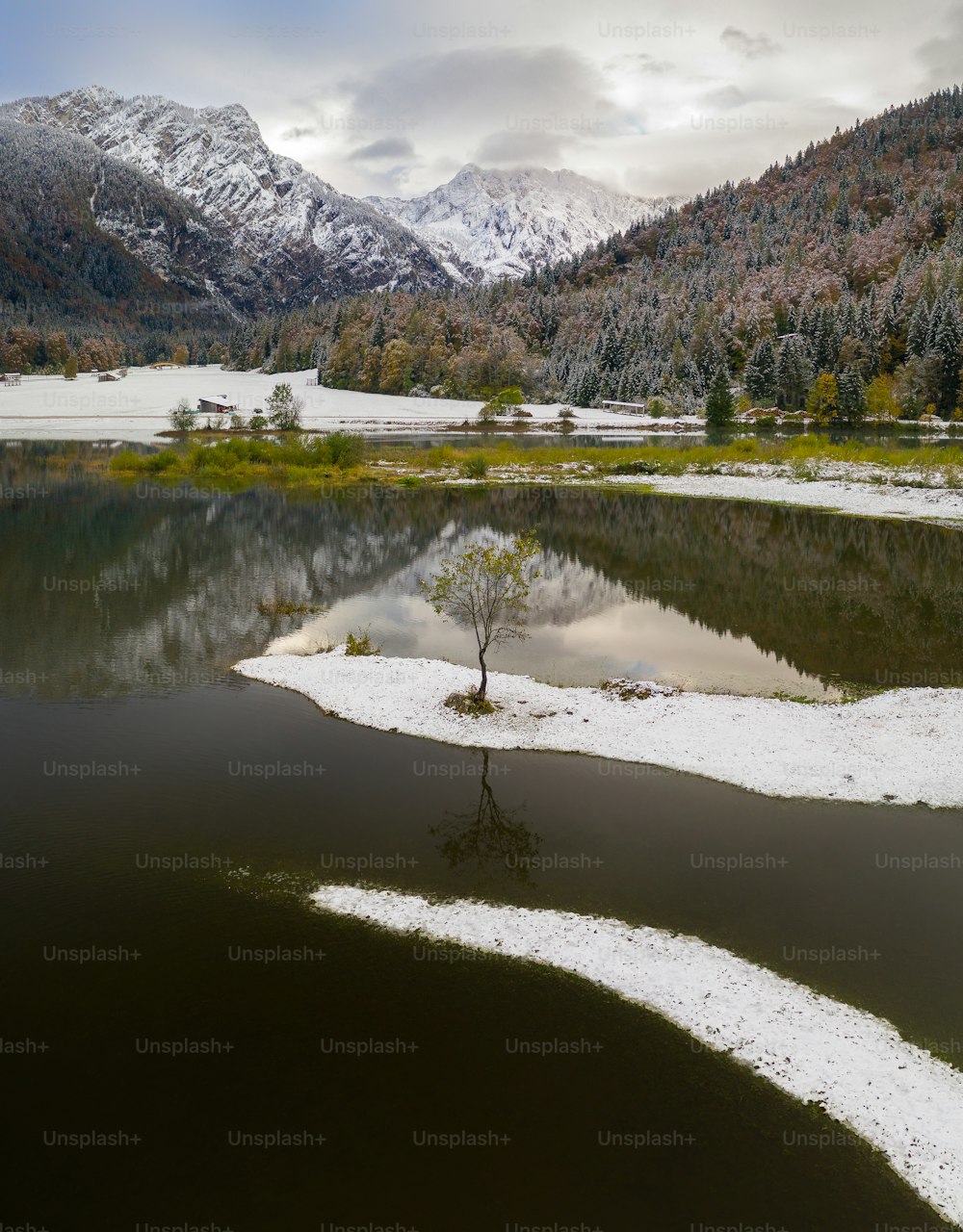 uma pequena árvore está no meio de um lago