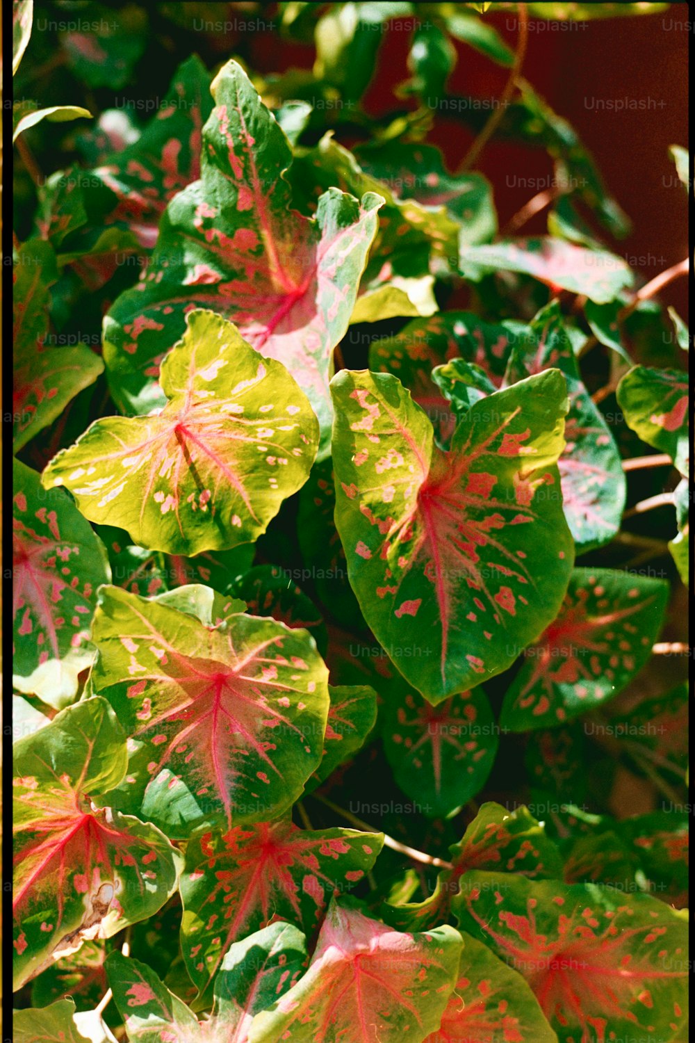 um close up de uma planta com folhas vermelhas e verdes