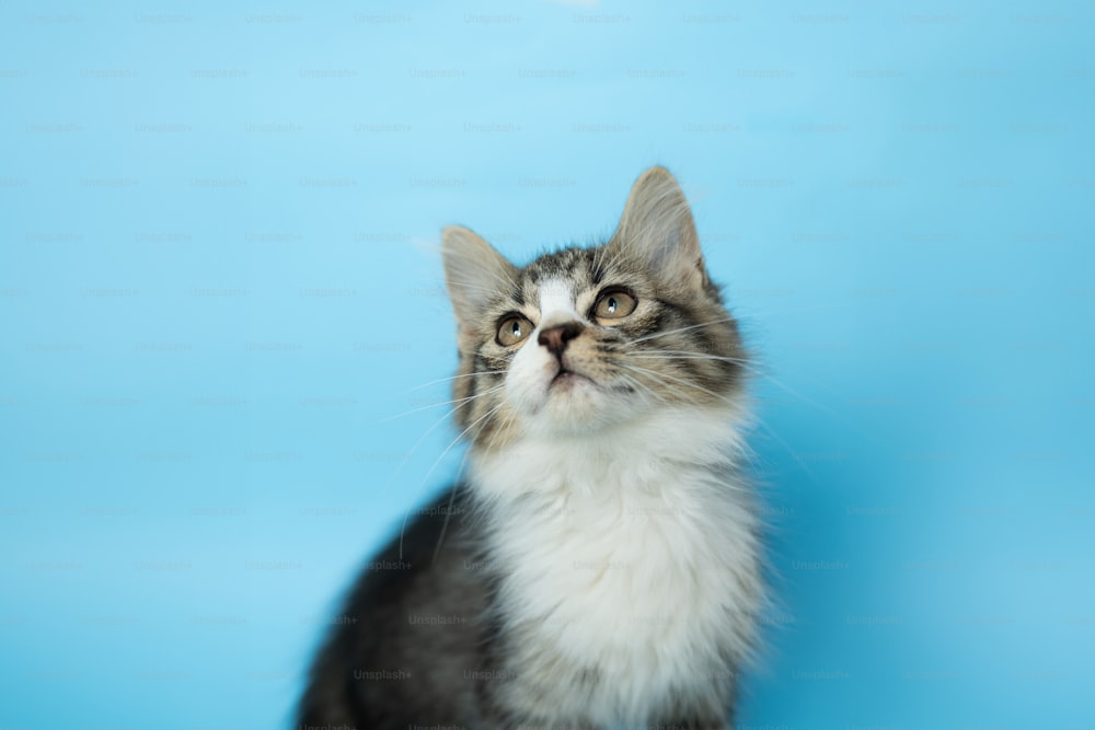 un gato sentado sobre un fondo azul mirando hacia arriba