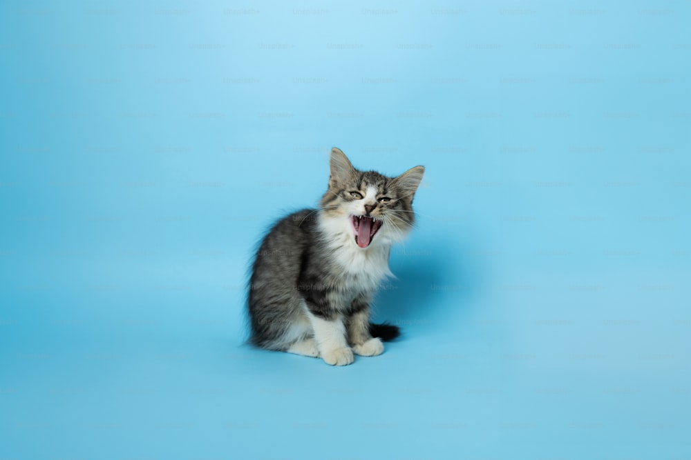 Eine Katze gähnt, während sie auf blauem Hintergrund sitzt