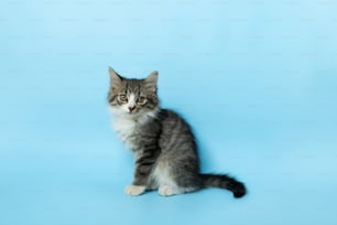 um gatinho pequeno sentado em um fundo azul