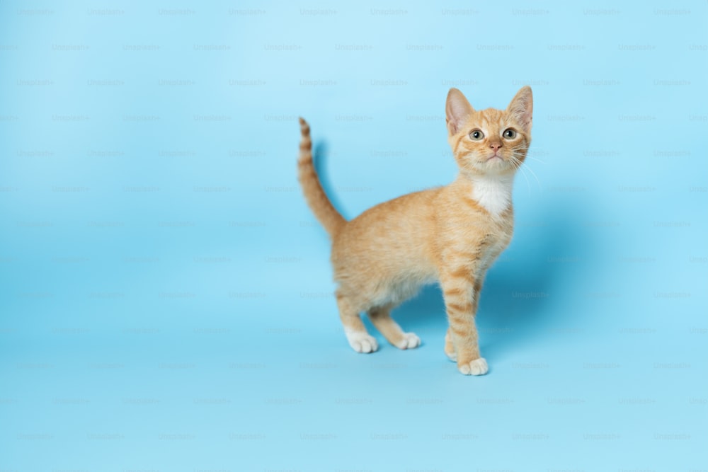 파란색 배경에 서 있는 작은 주황색과 흰색 새끼 고양이