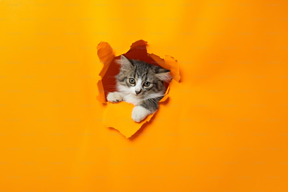eine Katze, die aus einem Loch in einer gelben Wand lugt