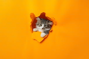 a cat peeking out of a hole in a yellow wall
