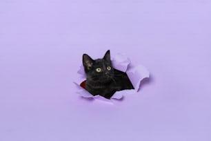 紙の穴から顔をのぞかせる黒猫