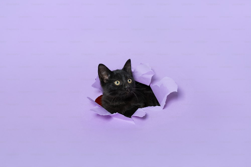 紙の穴から顔をのぞかせる黒猫