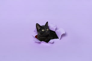 a black cat peeking out of a hole in a paper