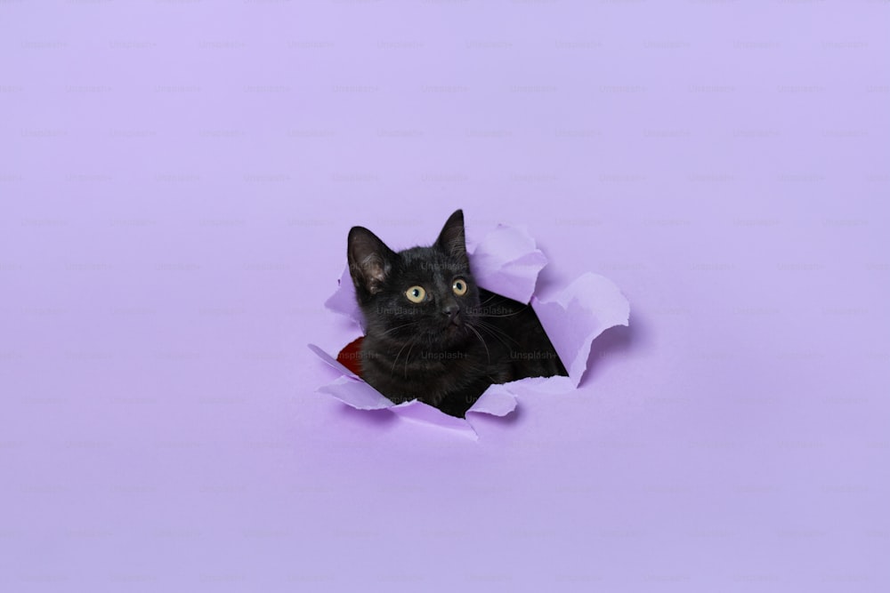a black cat peeking out of a hole in a paper
