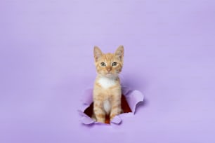 紫の壁の穴に座っているオレンジと白の猫