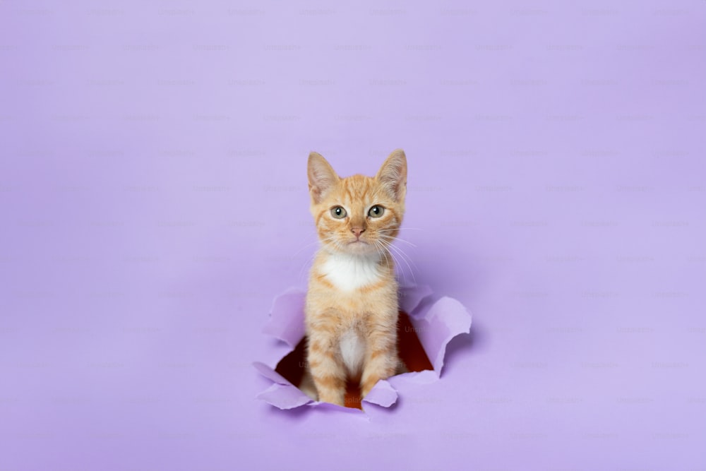 un gato naranja y blanco sentado en un agujero en una pared púrpura