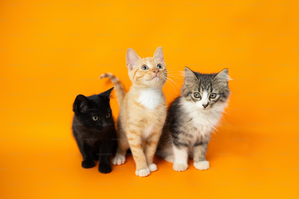 Un grupo de tres gatos sentados uno al lado del otro