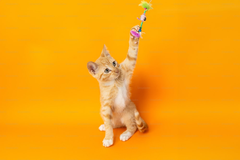 a cat is holding a toy in the air