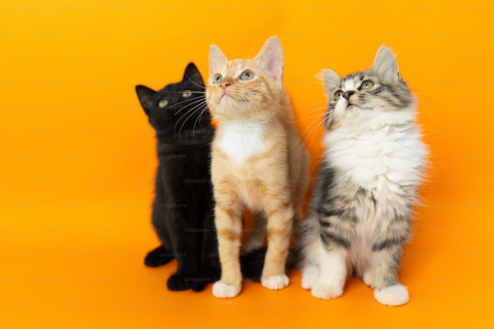 Un grupo de tres gatos sentados uno al lado del otro