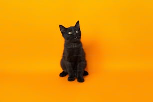 eine schwarze Katze, die auf einem gelben Hintergrund sitzt