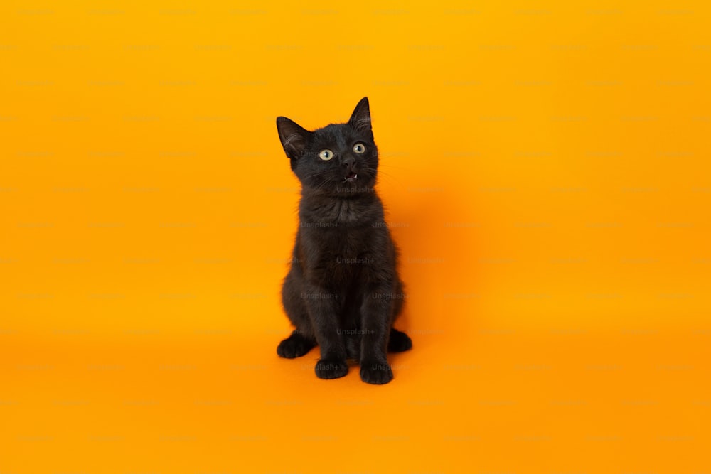 un gatto nero seduto sopra uno sfondo giallo