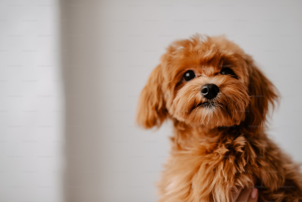 a small brown dog sitting on top of a table