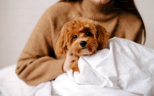 a woman holding a small brown dog on top of a bed