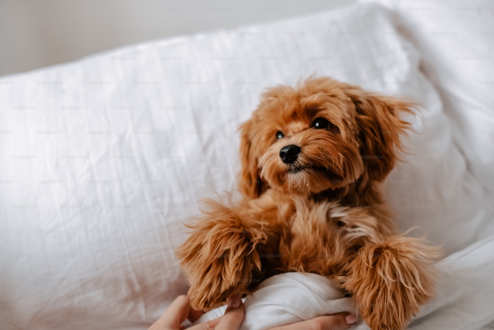 a brown dog sitting on top of a bed next to a person