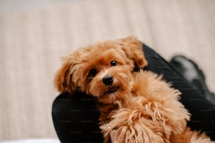 a small brown dog sitting on top of a person's lap