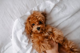 a small brown dog laying on top of a bed