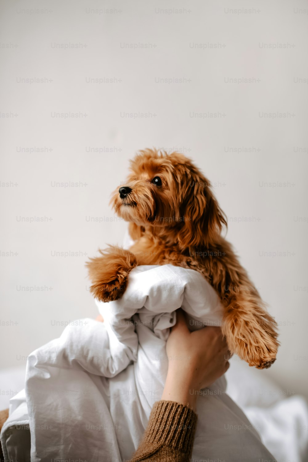 a person holding a dog on top of a bed