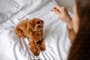un pequeño perro marrón sentado encima de una cama blanca