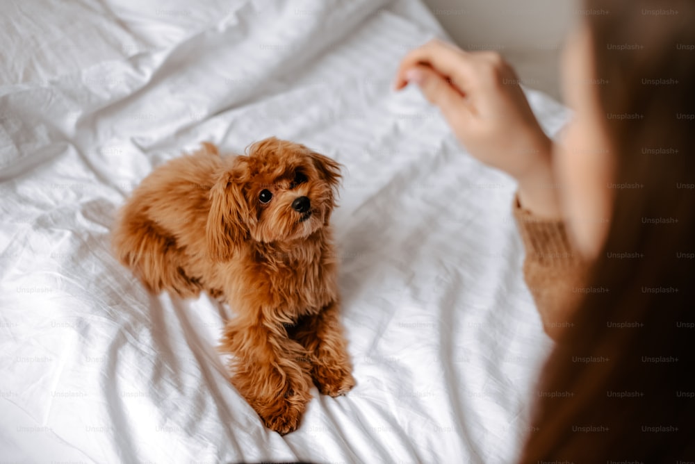 a small brown dog sitting on top of a white bed