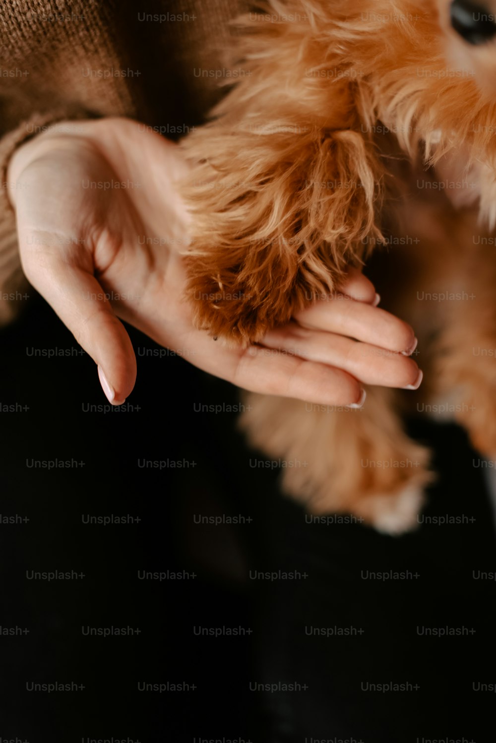 a person holding a small dog in their hands