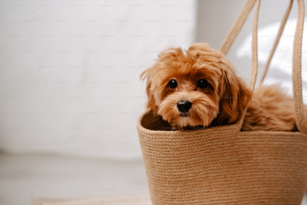 um pequeno cão marrom sentado em uma cesta