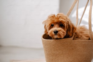un piccolo cane marrone seduto in una cesta