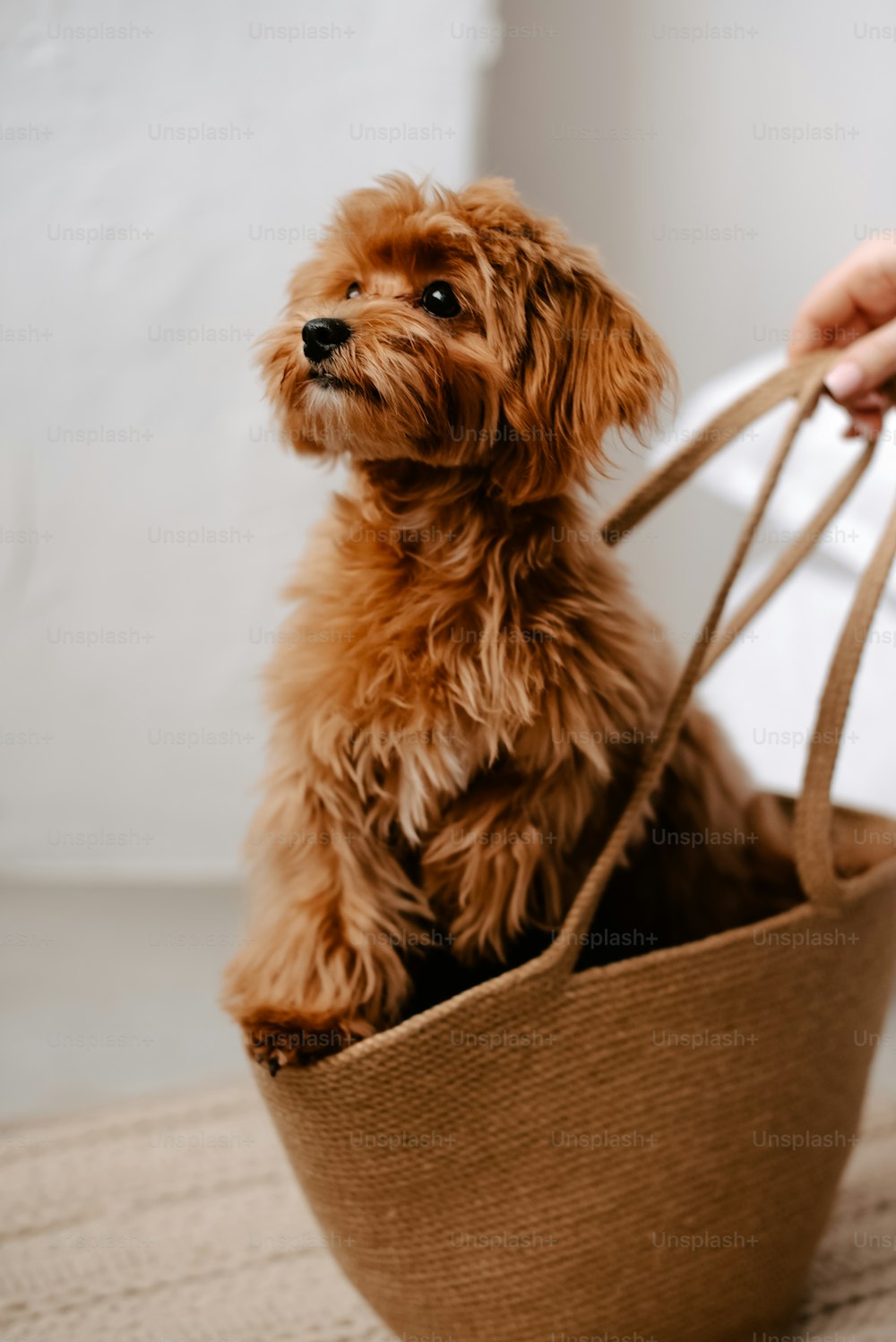 a small brown dog sitting in a basket