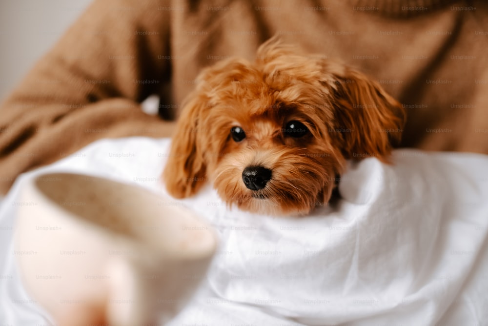 a small brown dog sitting on top of a bed