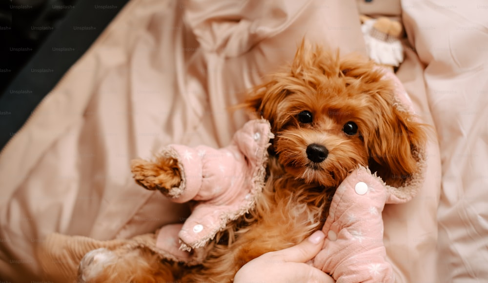 a small brown dog laying on top of a bed