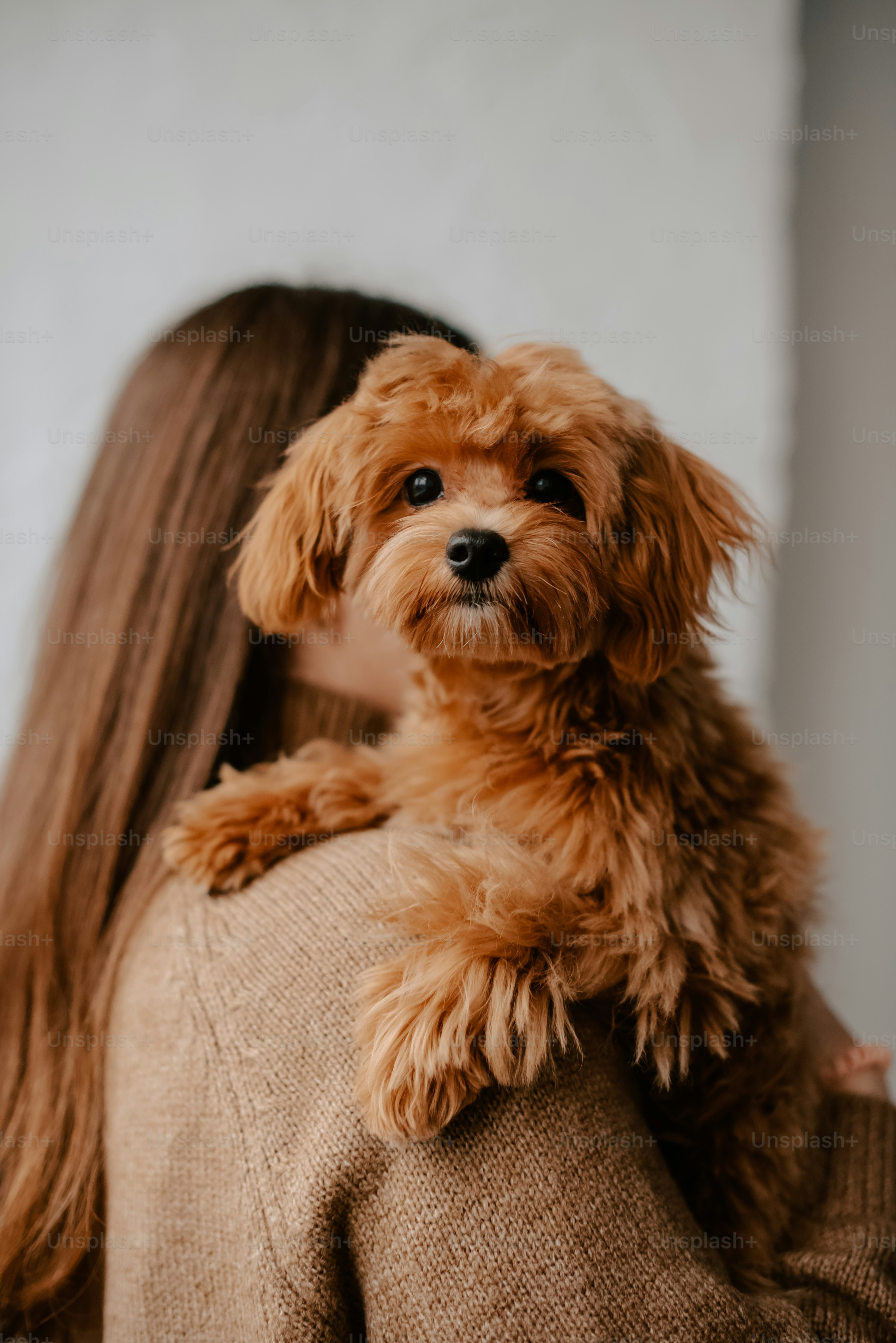 una mujer sosteniendo un perro pequeño en sus brazos