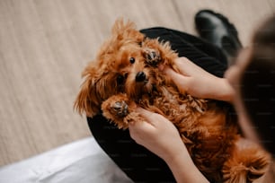 une personne tenant un petit chien sur ses genoux