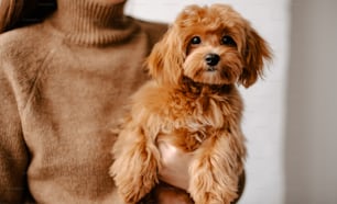 a woman holding a small brown dog in her arms