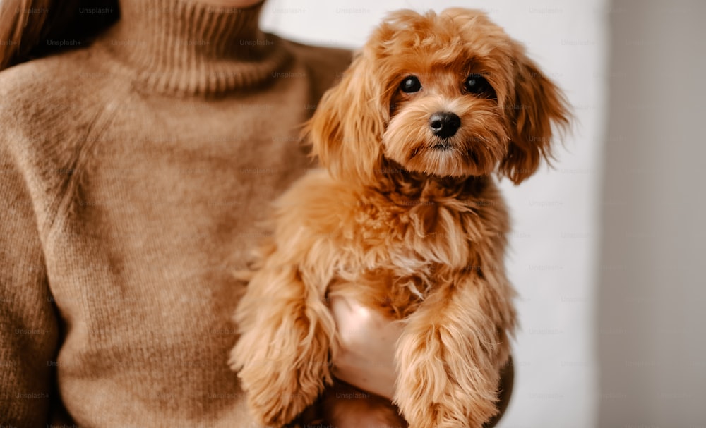 a woman holding a small brown dog in her arms