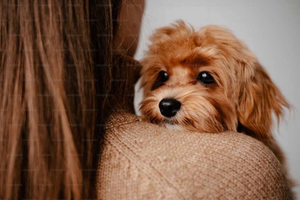 a small brown dog sitting on top of a woman's shoulder