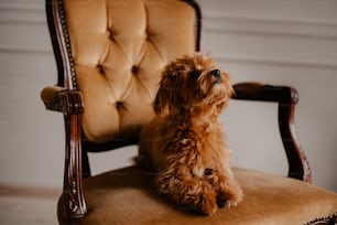 a brown dog sitting on top of a brown chair