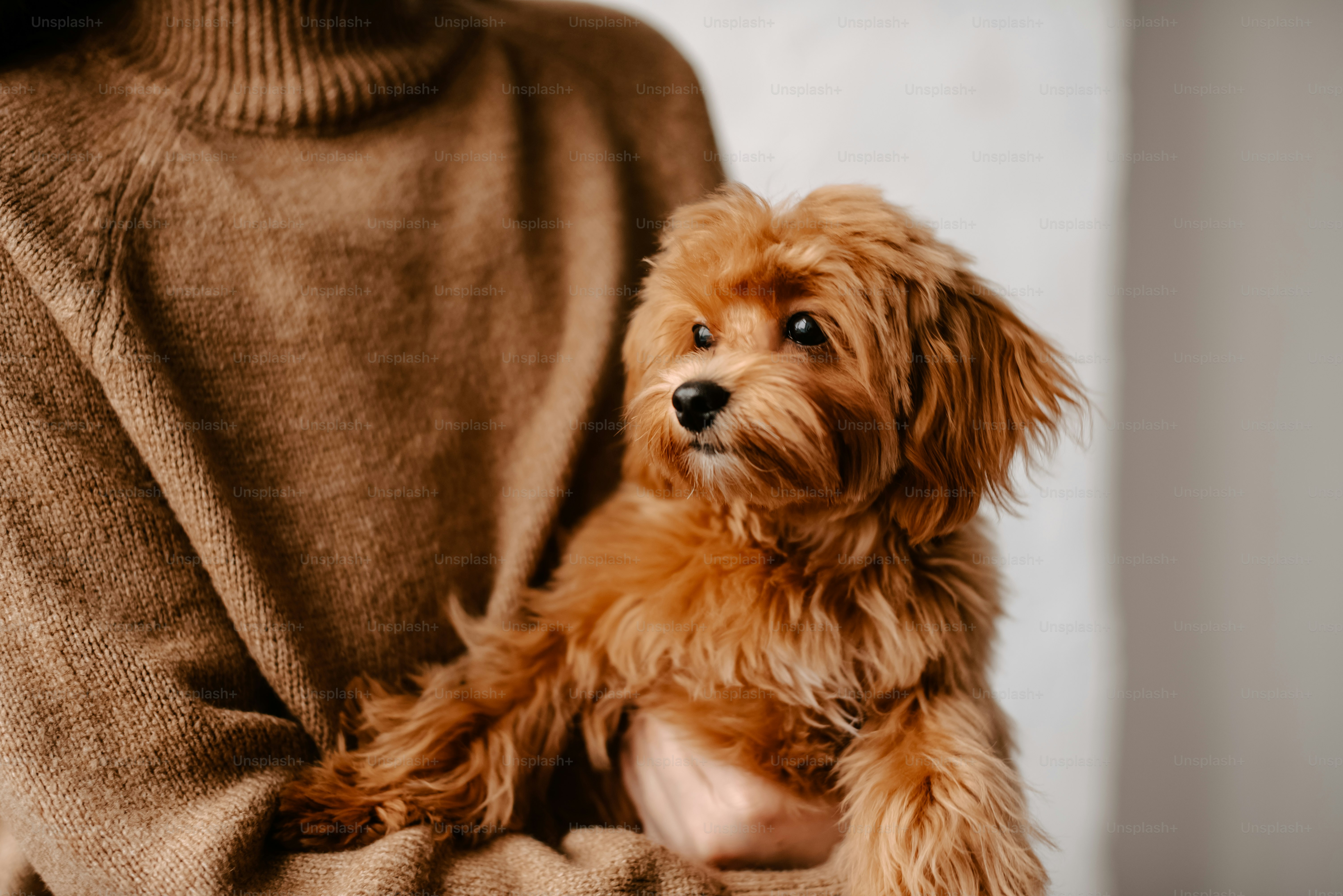un pequeño perro marrón sentado encima del regazo de una persona