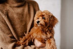 a small brown dog sitting on top of a person's lap