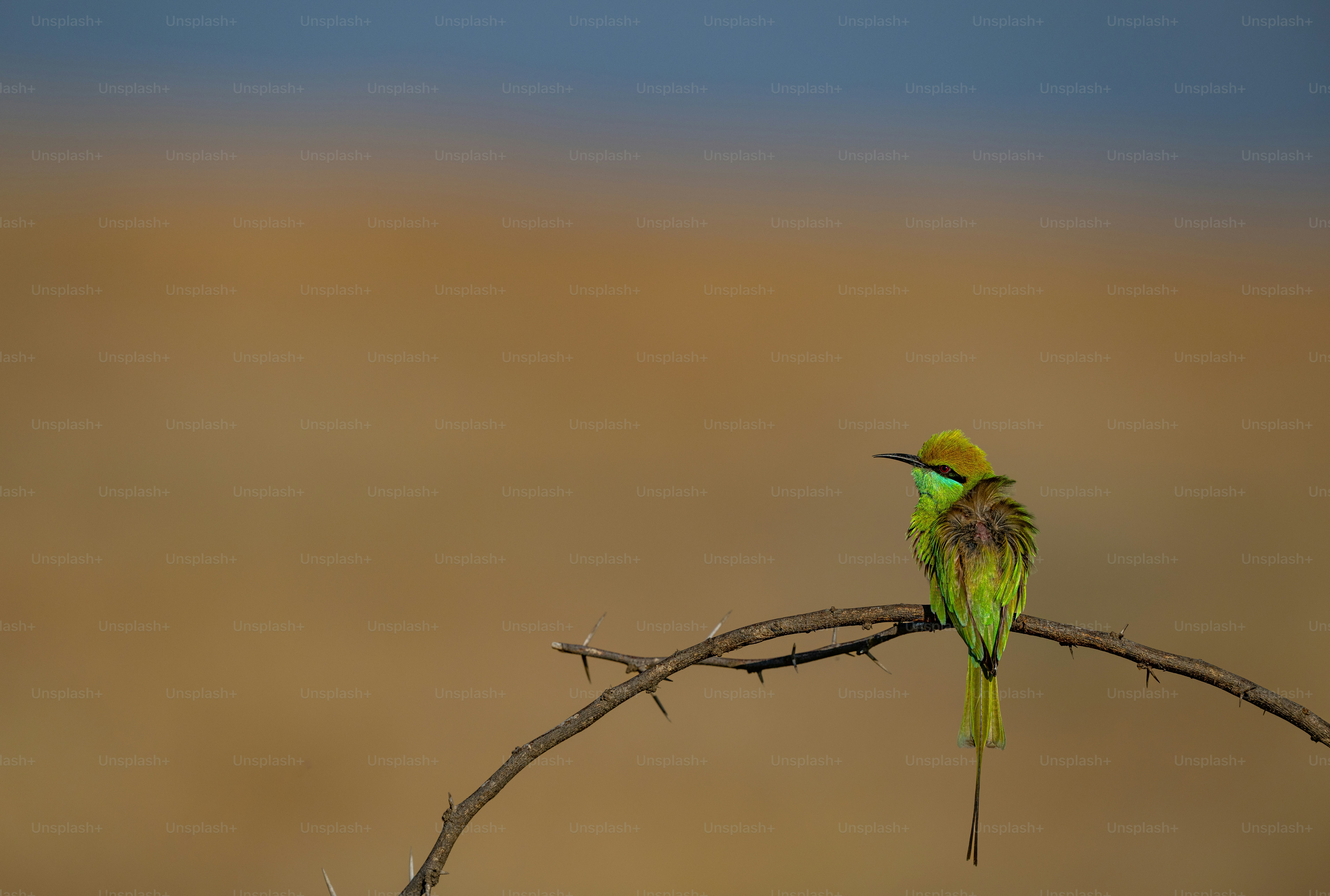 un couple d’oiseaux assis au sommet d’une branche d’arbre