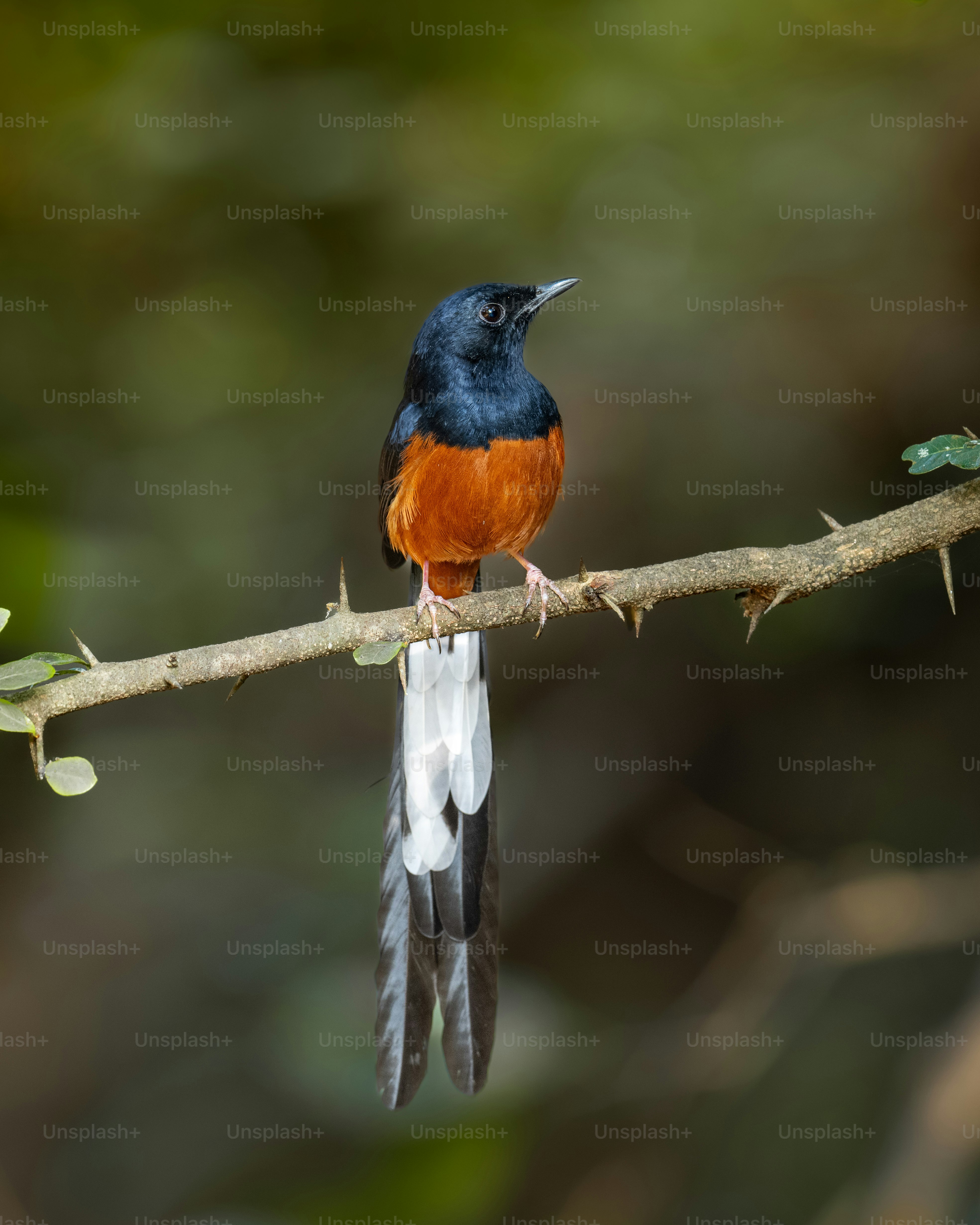 un oiseau bleu et orange assis sur une branche