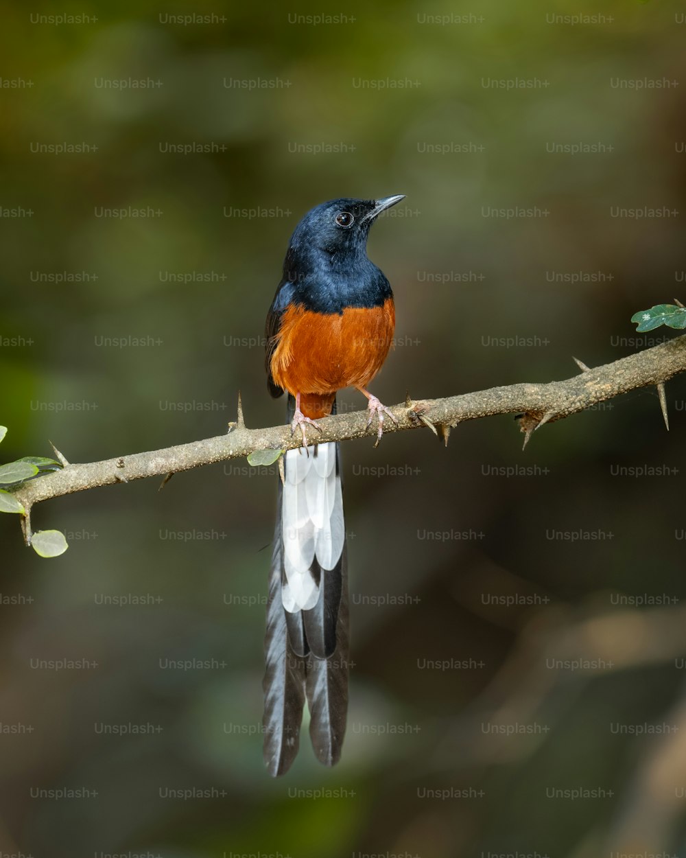 um pássaro azul e laranja sentado em um galho