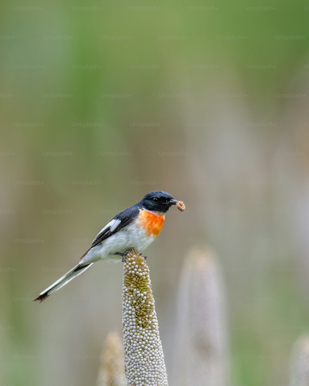 un petit oiseau assis au sommet d’une fleur