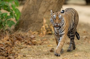 a tiger walking across a dirt field next to a tree