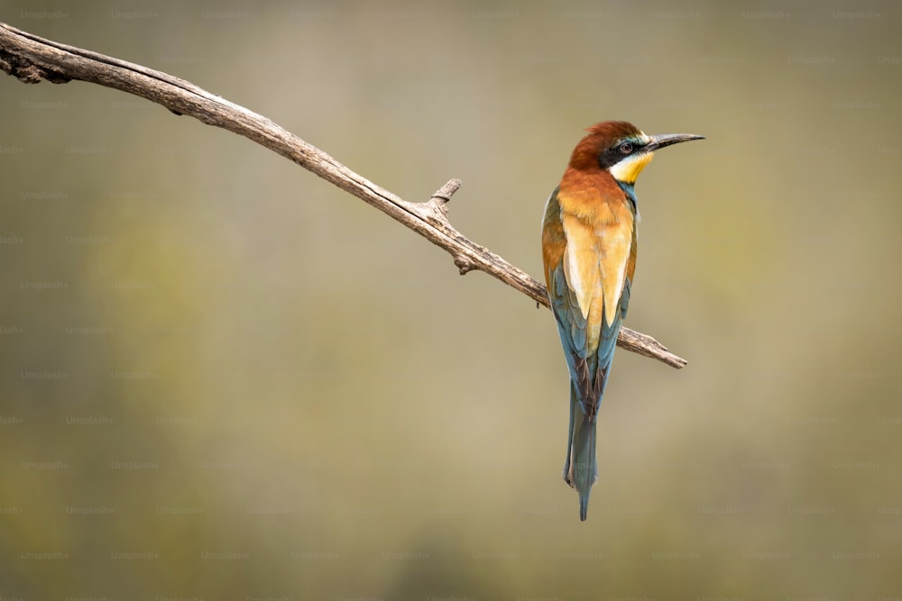 un pequeño pájaro colorido posado en una rama