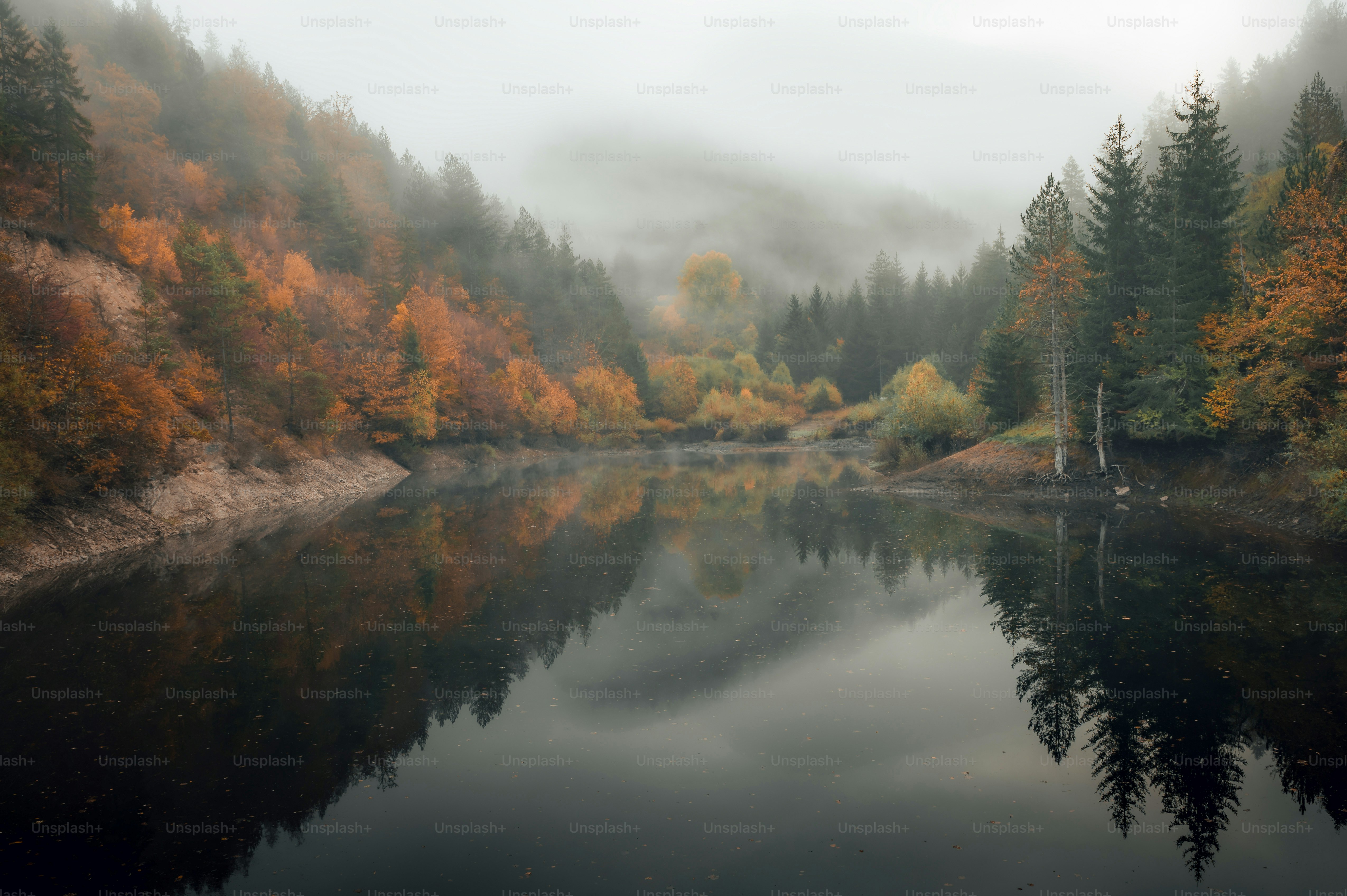 a body of water surrounded by a forest